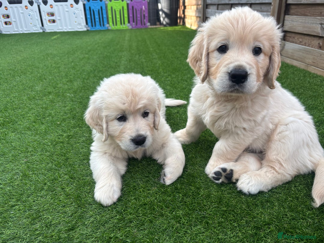 Golden Retriever dogs for sale: Gorgeous Show Type Golden Retrievers - Image 32