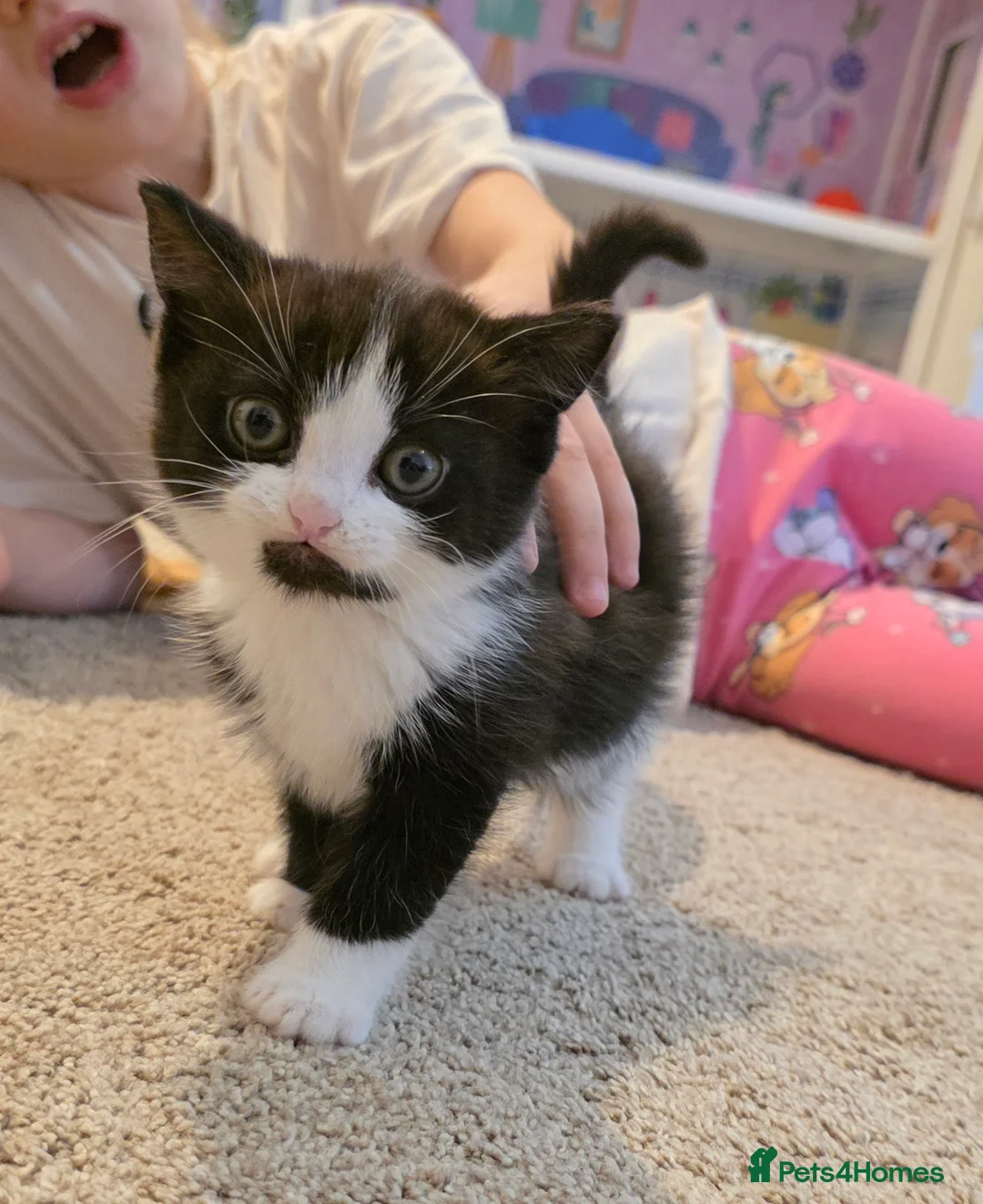 Mixed Breed cats for sale: Baby cat in Milton Keynes - Advert 1