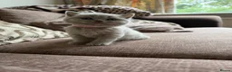 British Shorthair cats for sale: Chunky Lilac British Shorthair Kittens for sale!!! - Advert 16