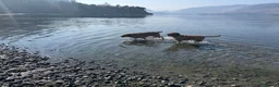 Labrador Retriever dogs for sale: Fox Red Labrador - Advert 8