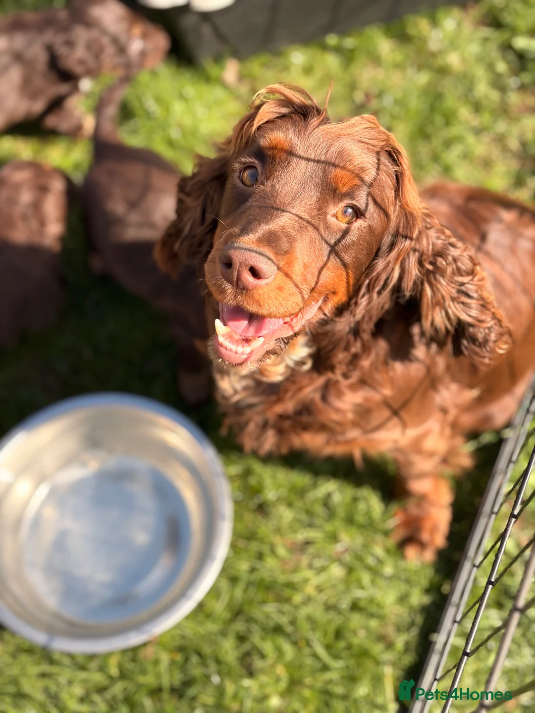 Cocker Spaniel dogs for sale: STUNNING WORKING COCKER SPANIEL PUPS.  - Advert 2