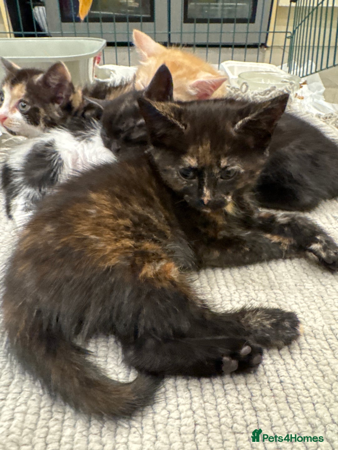 Bengal cats for sale: Bengal x British short hair kittens ready soon 15t - Advert 18