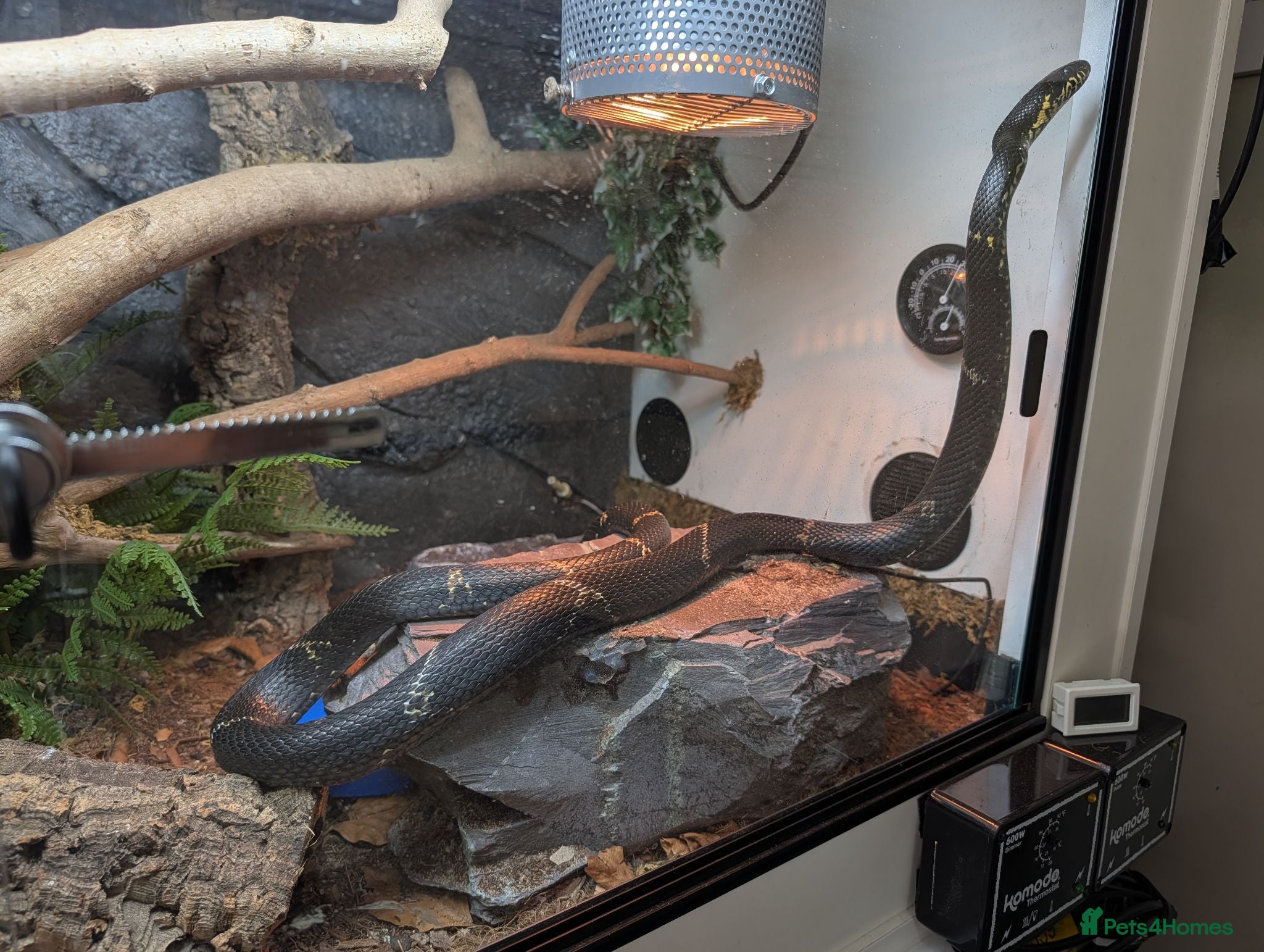 Rat Snake reptiles Russian rat snake female  - Advert 3