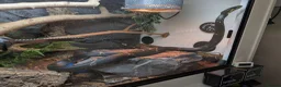 Rat Snake reptiles for sale: Russian rat snake female  in Andover - Advert 1