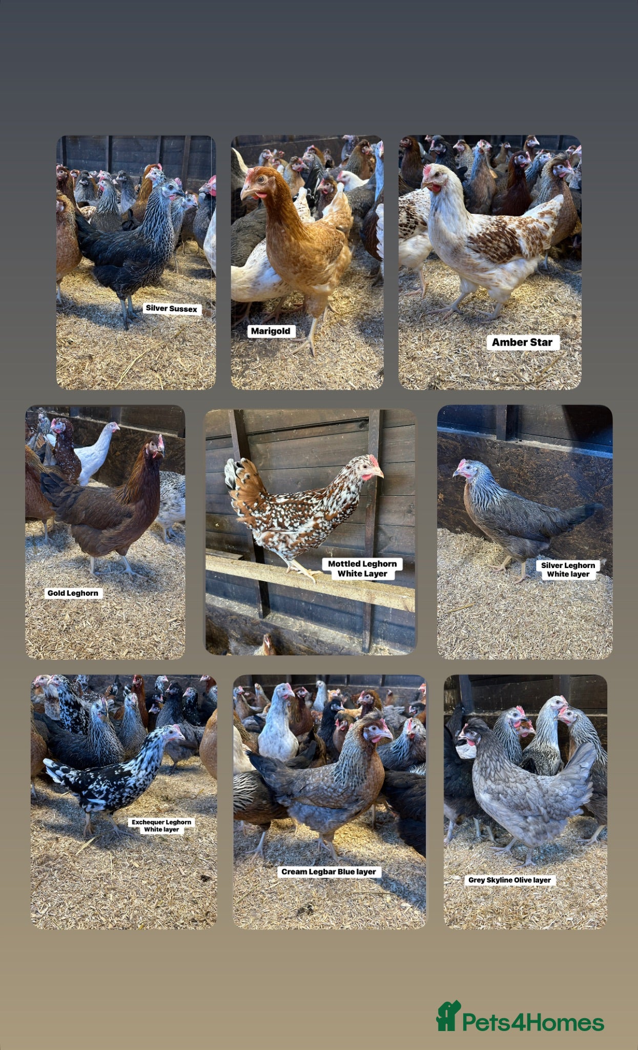 Chickens poultry Point of lay hens in a wide range of breeds  - Advert 1