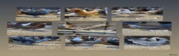 Chickens poultry for sale: Point of lay hens in a wide range of breeds  - Advert 1