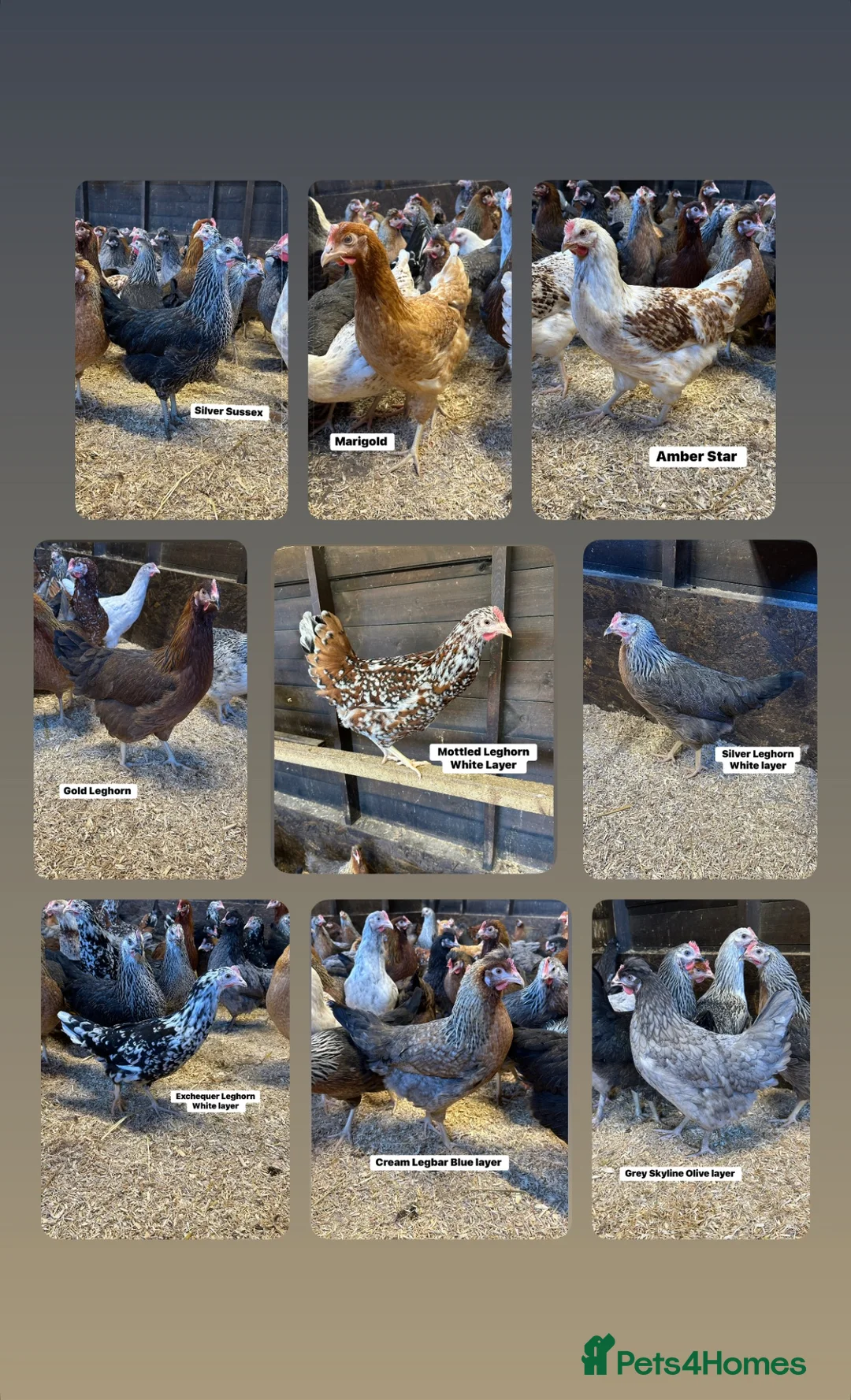 Chickens poultry for sale: Point of lay hens in a wide range of breeds  - Advert 1