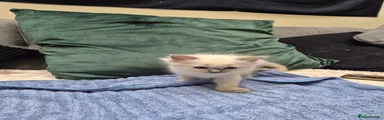 Tiny