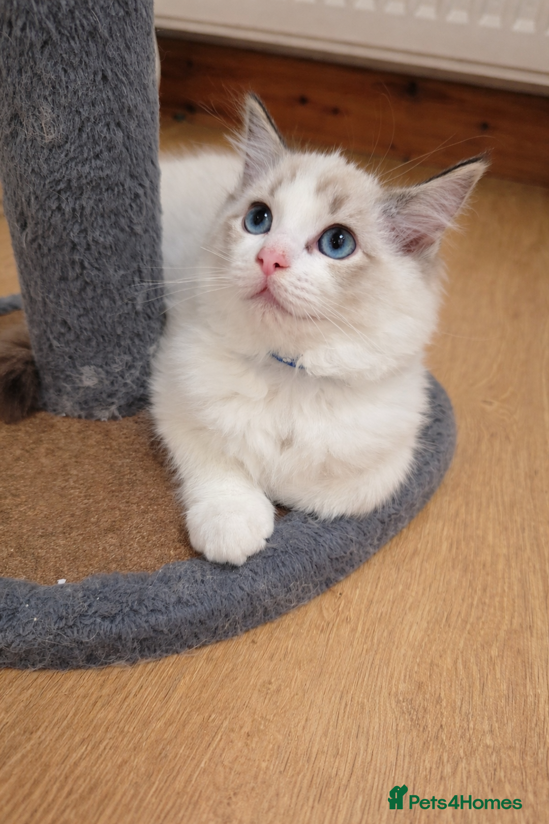 Ragdoll cats for sale: 💕GCCF registered ragdoll kittens💕 - Advert 7