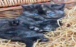 Exotic cats for sale: FEMALE SMOKE TORTOISESHELL EXOTIC KITTEN ( RARE) - Image 8