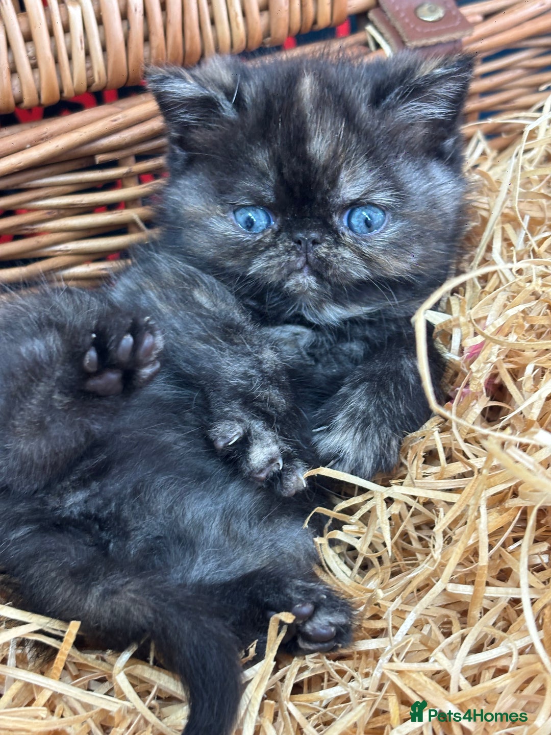 Exotic cats for sale: FEMALE SMOKE TORTOISESHELL EXOTIC KITTEN ( RARE) - Image 8