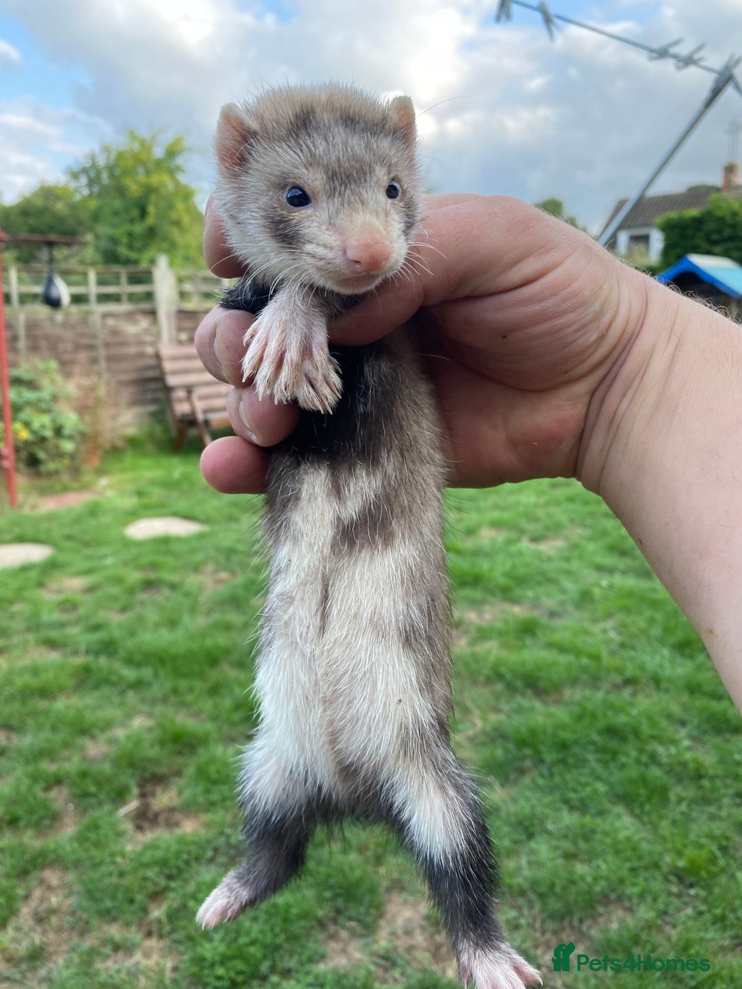 Ferret rodents for sale: Young Ferrets  - Image 2
