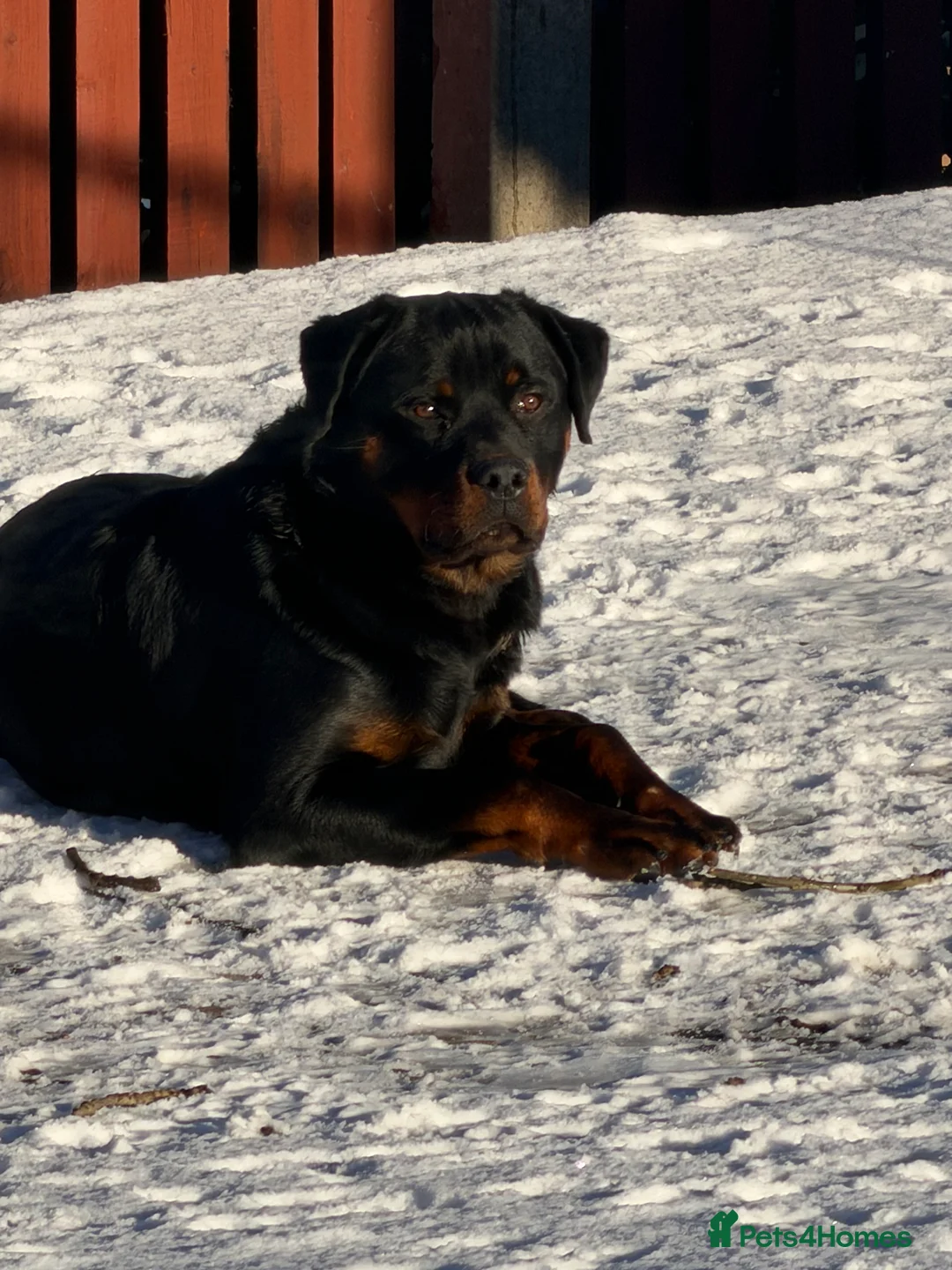 Rottweiler dogs for sale: Champion Bloodline Old School Rottweiler! - Advert 3