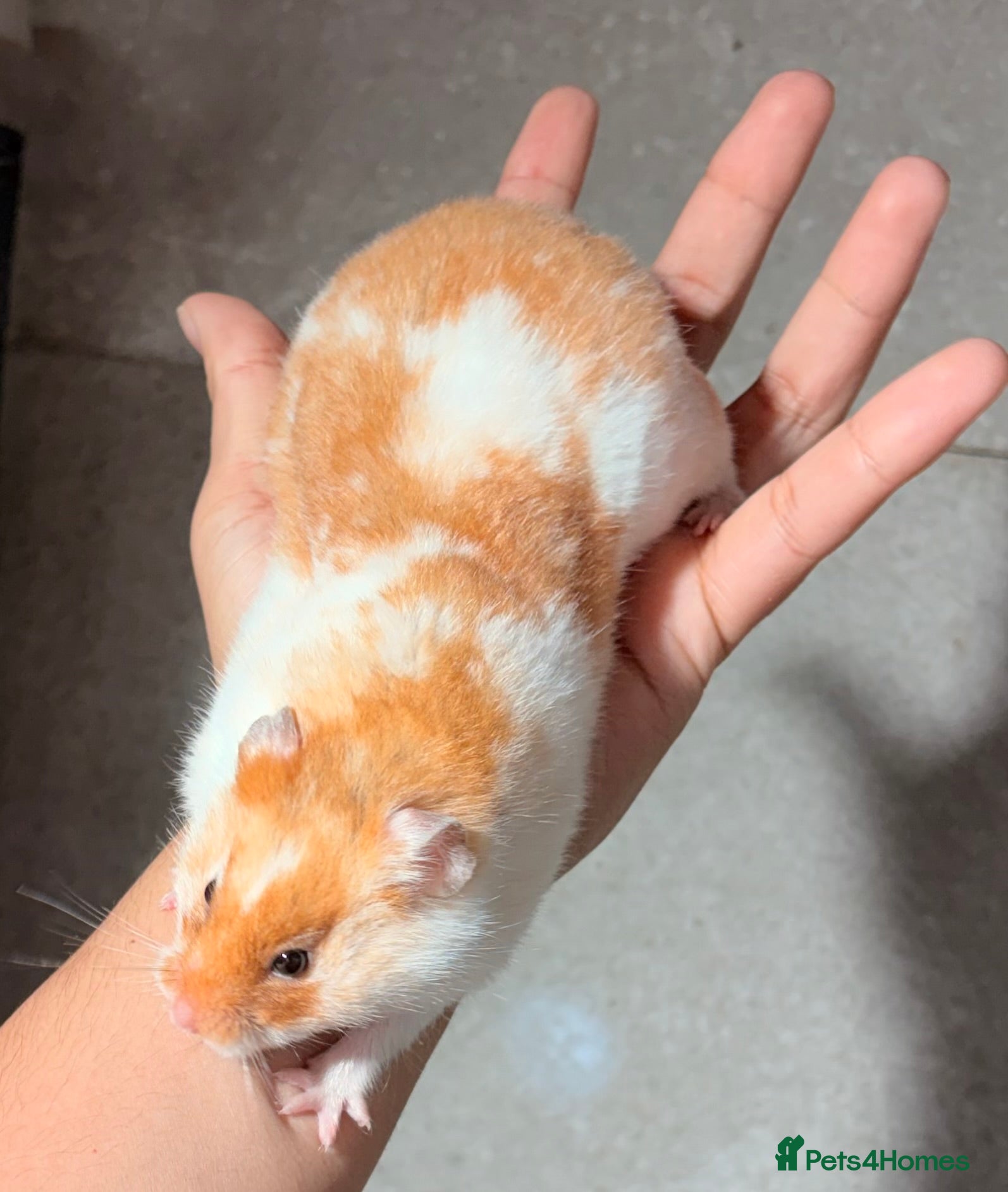 Hamster rodents OLDER STUNNING TAME PEDIGREE HAMSTERS - Advert 19