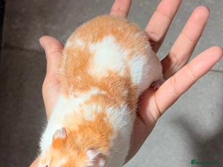 Hamster rodents OLDER STUNNING TAME PEDIGREE HAMSTERS - Advert 19