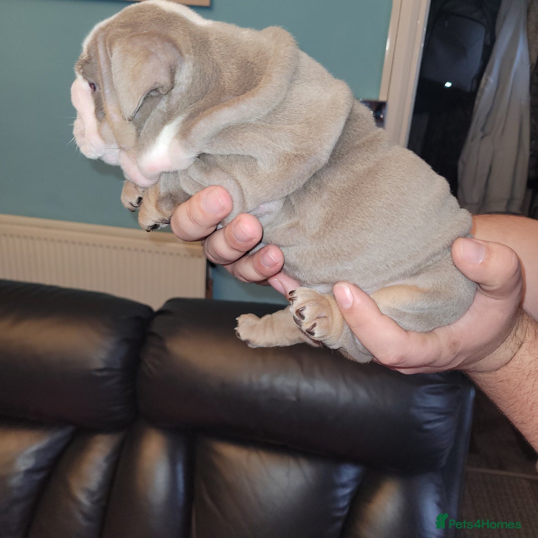 English Bulldog dogs for sale: English Bulldog puppies  - Image 19