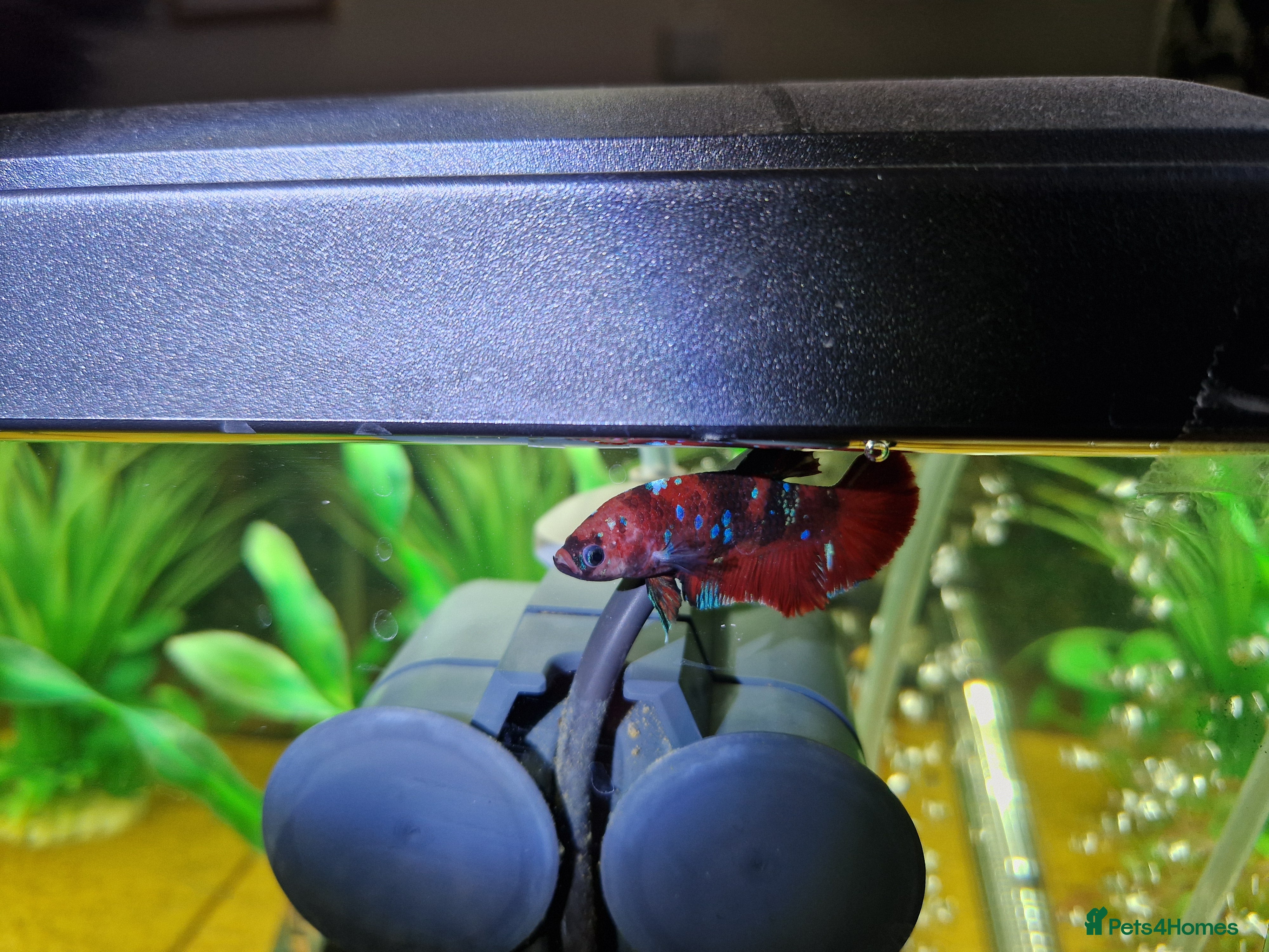 Bettas fish Koi Betta fis - Advert 16