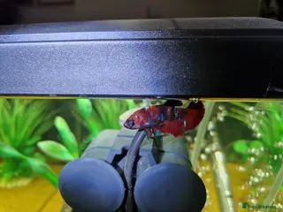 Bettas fish Koi Betta fis - Advert 16