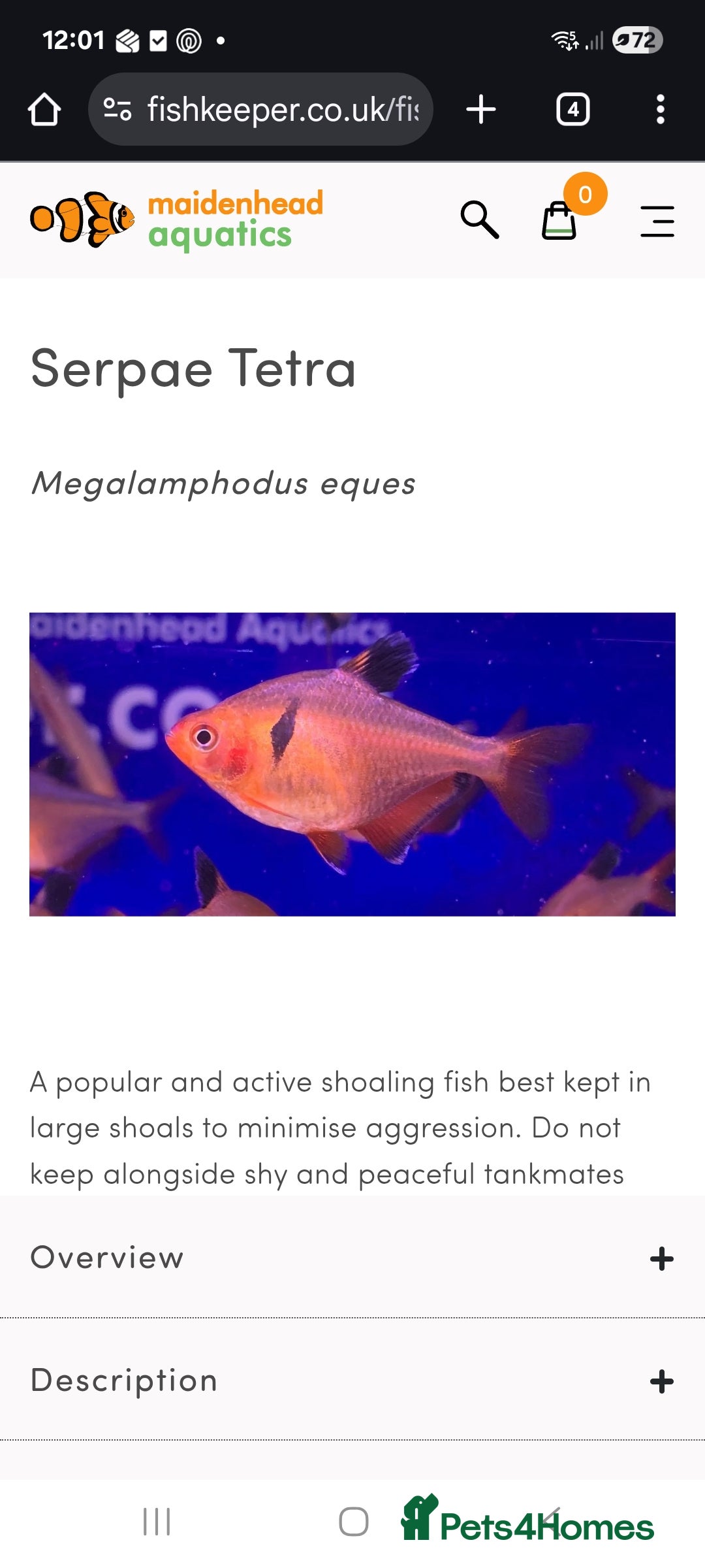 Tetras fish Serpae tetra  - Advert 1