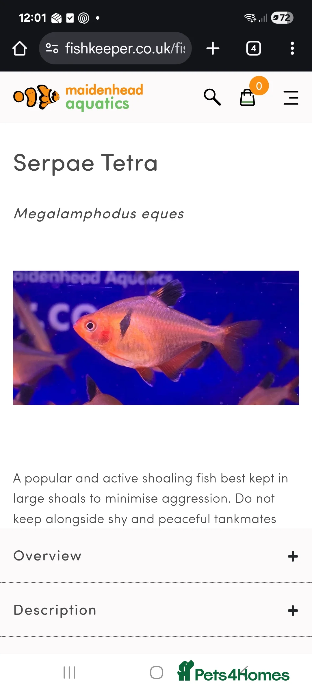 Tetras fish for sale: Serpae tetra  - Advert 1