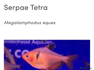 Tetras fish Serpae tetra - Advert 1