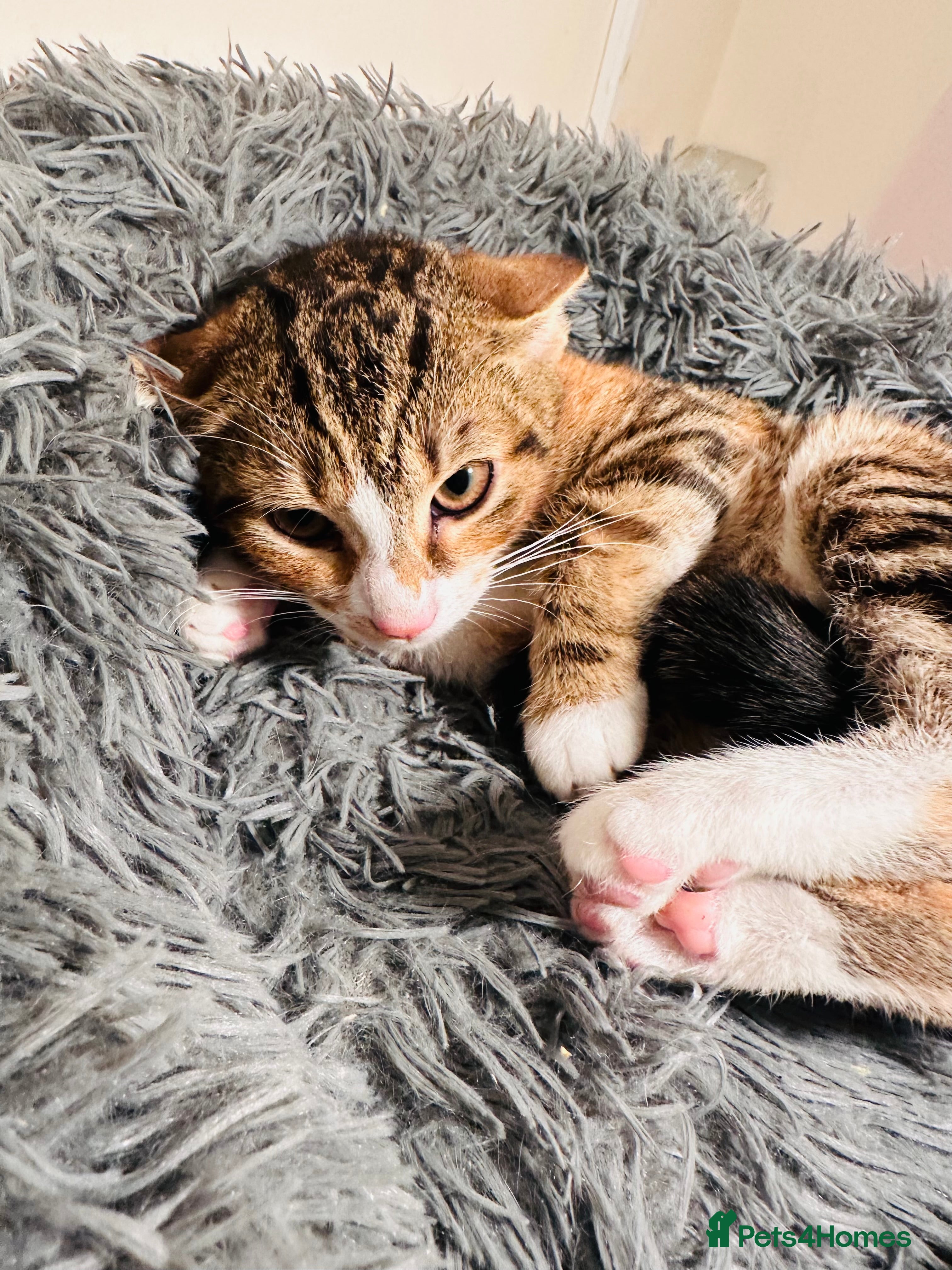 Asian cats Kitten  - Advert 1