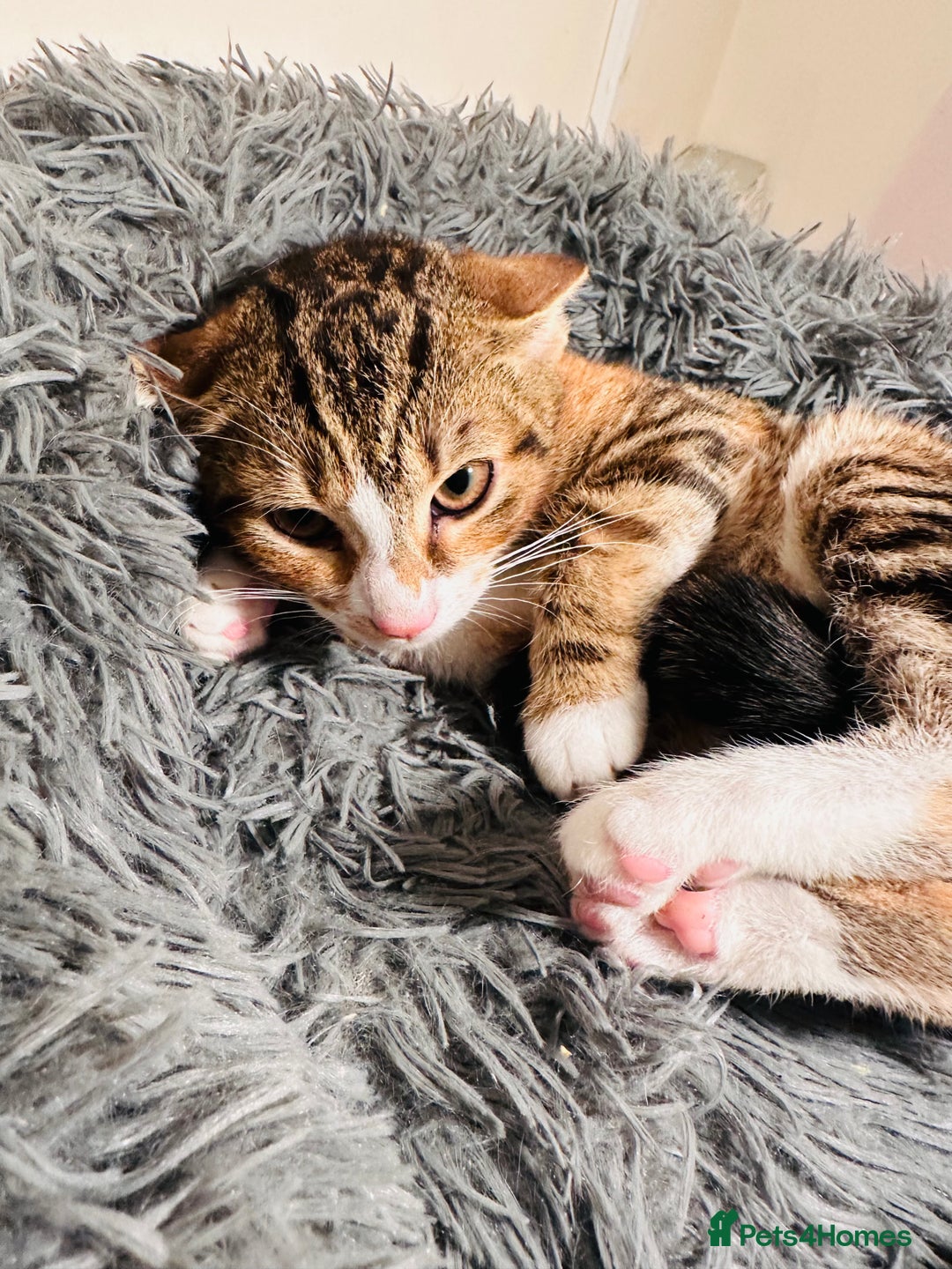 Asian cats for sale: Kitten  - Advert 1