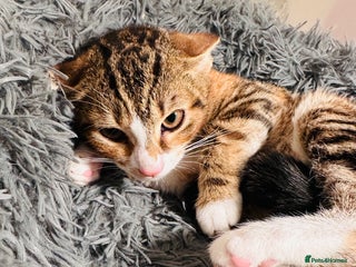 Asian cats Kitten - Advert 1