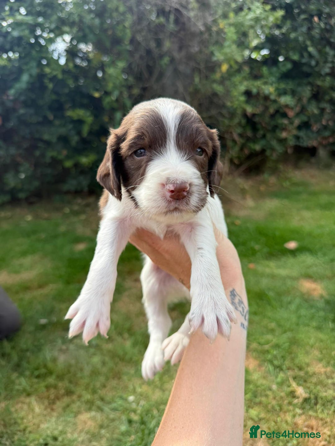 English Springer Spaniel dogs for sale: 2 Lovely Male Springer Spaniels - Image 39