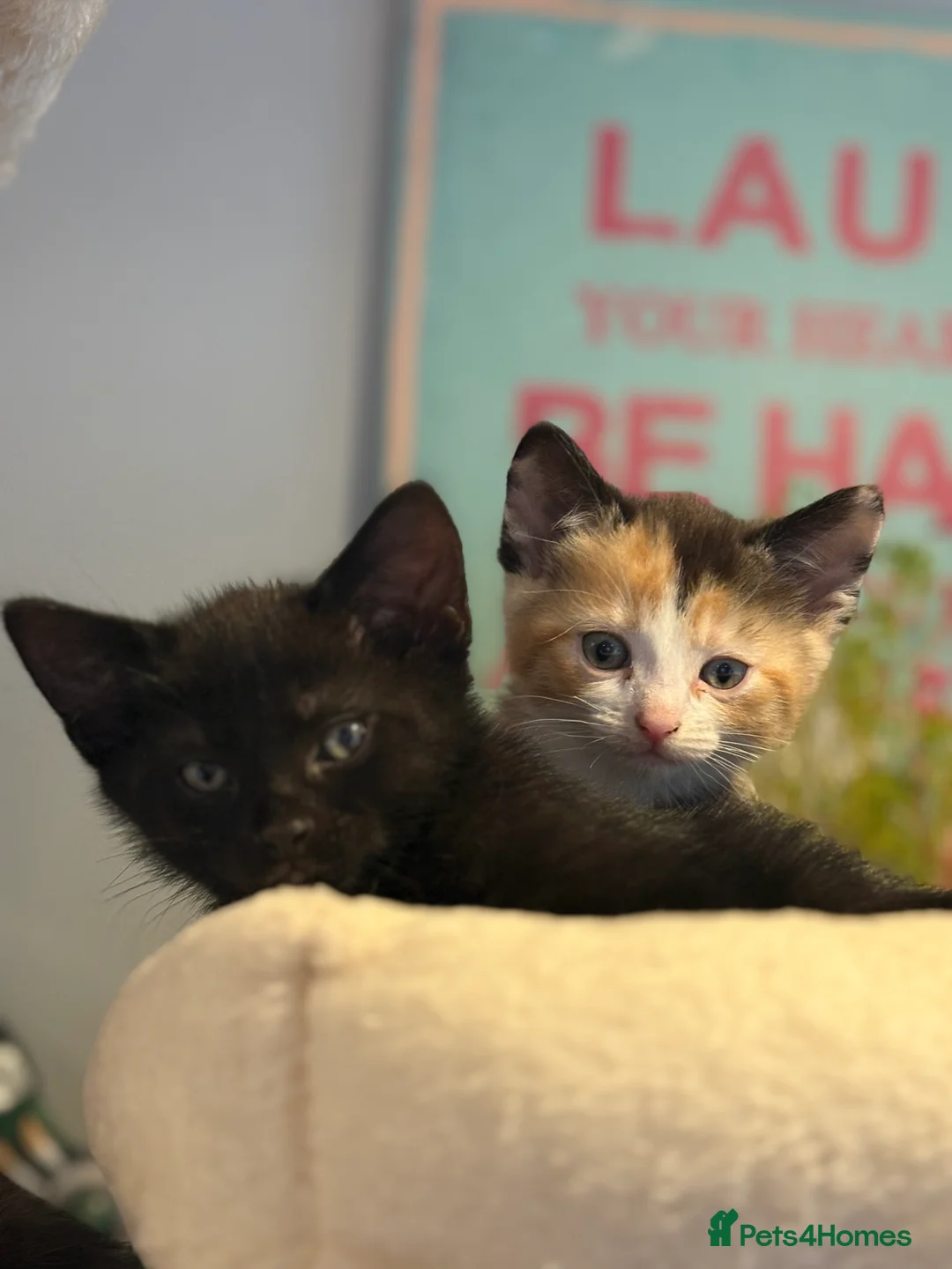 Mixed Breed cats for sale: Gorgeous litter of kittens - Advert 6