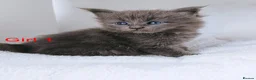 Maine Coon cats for sale: DNA health tested blue maine coon kittens - Advert 16