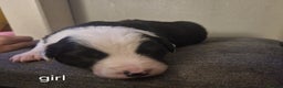 Border Collie dogs for sale: Border collie pups for sale  - Advert 3