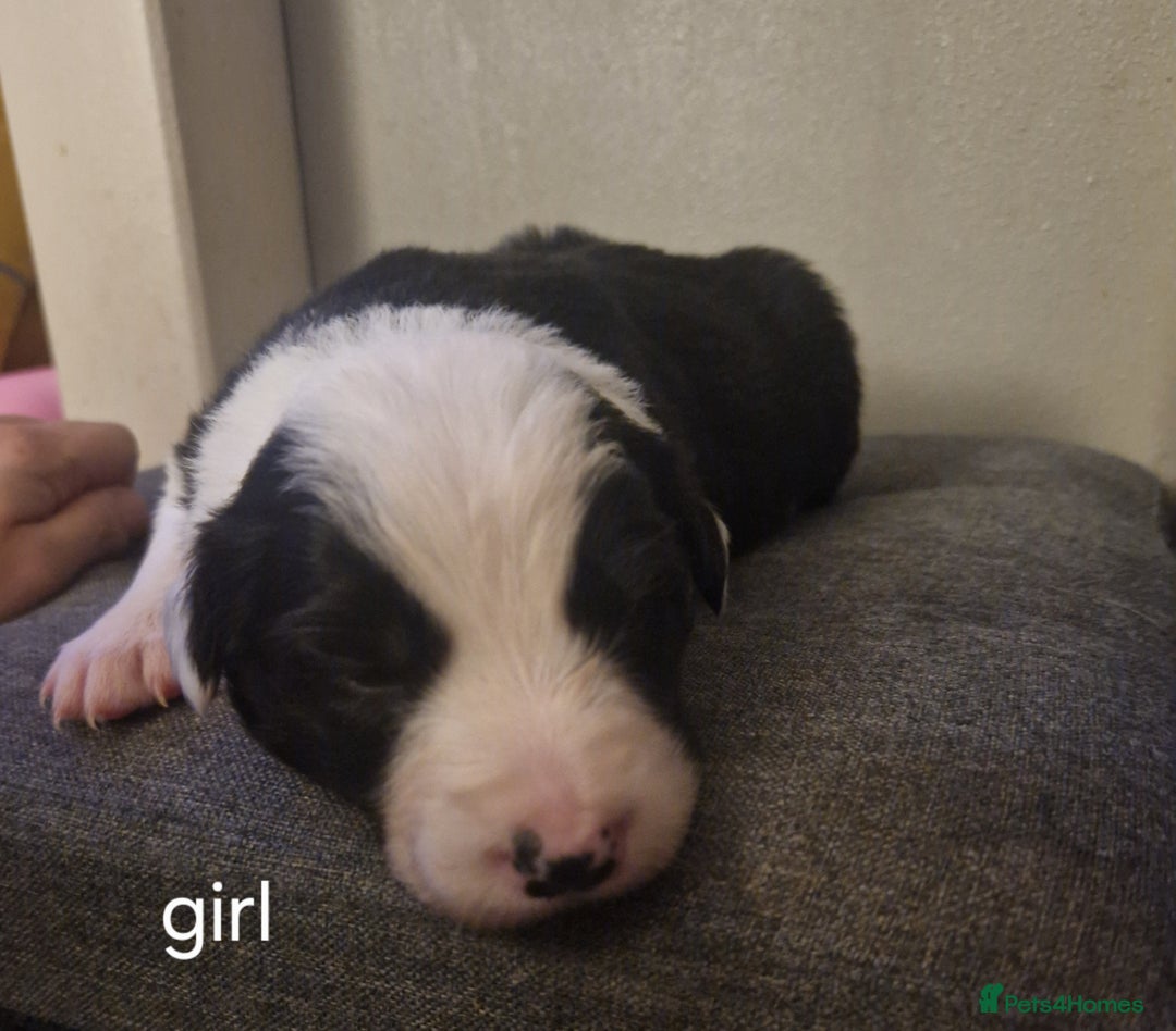 Border Collie dogs for sale: Border collie pups for sale  - Advert 3