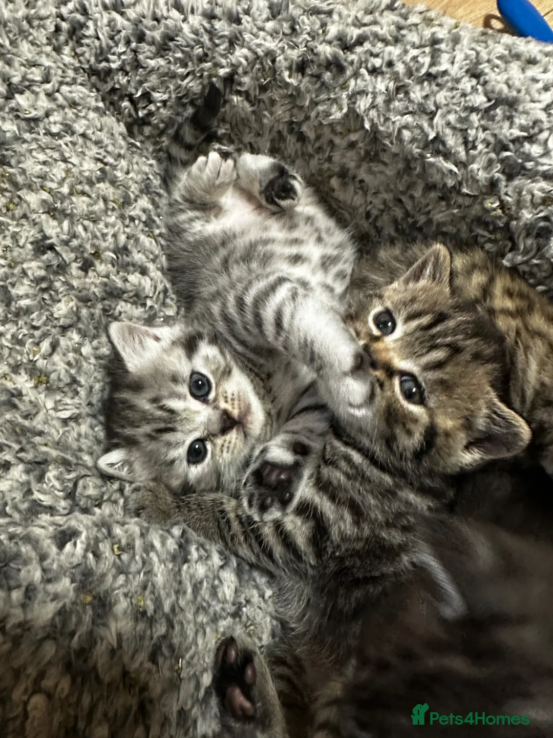 British Shorthair cats for sale: Stunning kittens BSH - Advert 2