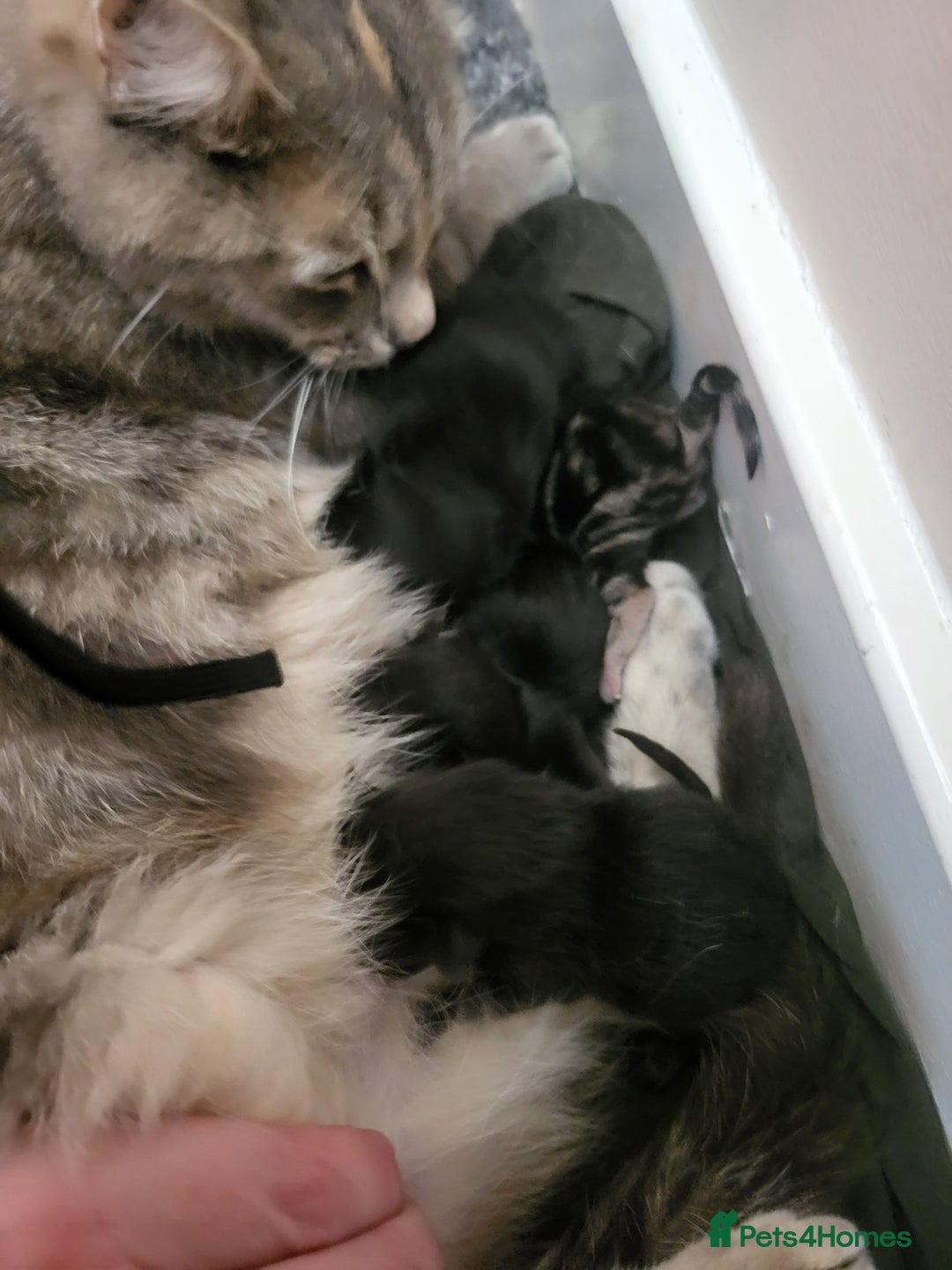 Mixed Breed cats for sale: Stunning Litter of Beautiful Kittens  - Image 3