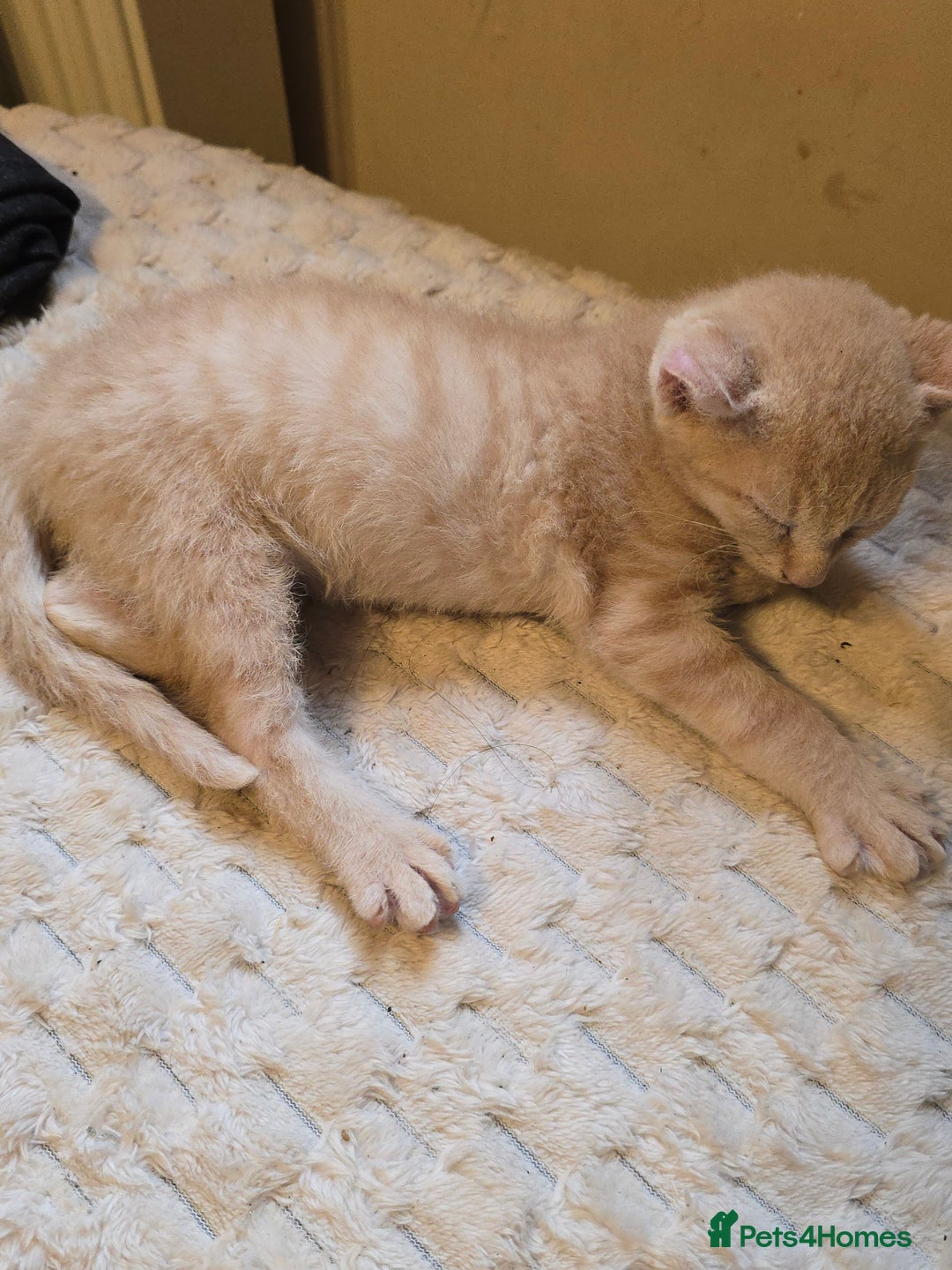 Mixed Breed cats for sale: Kittens 3 boys  - Image 15