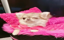 Chihuahua dogs for sale: Long haired chihuahua girl  - Advert 11