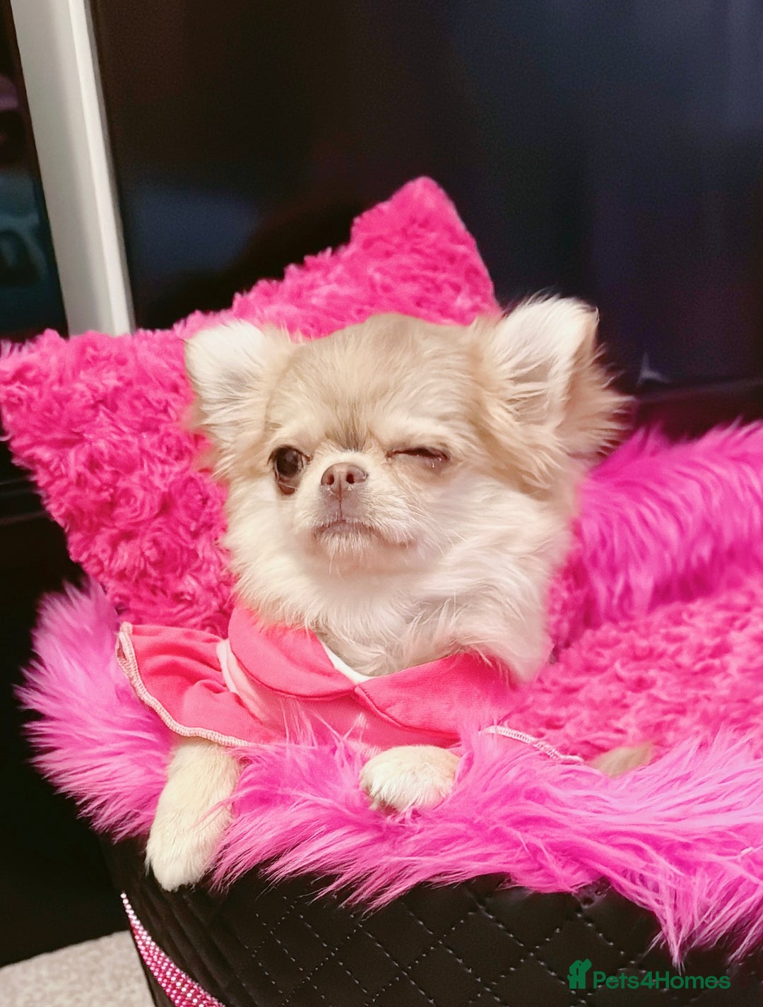 Chihuahua dogs for sale: Long haired chihuahua girl  - Advert 11