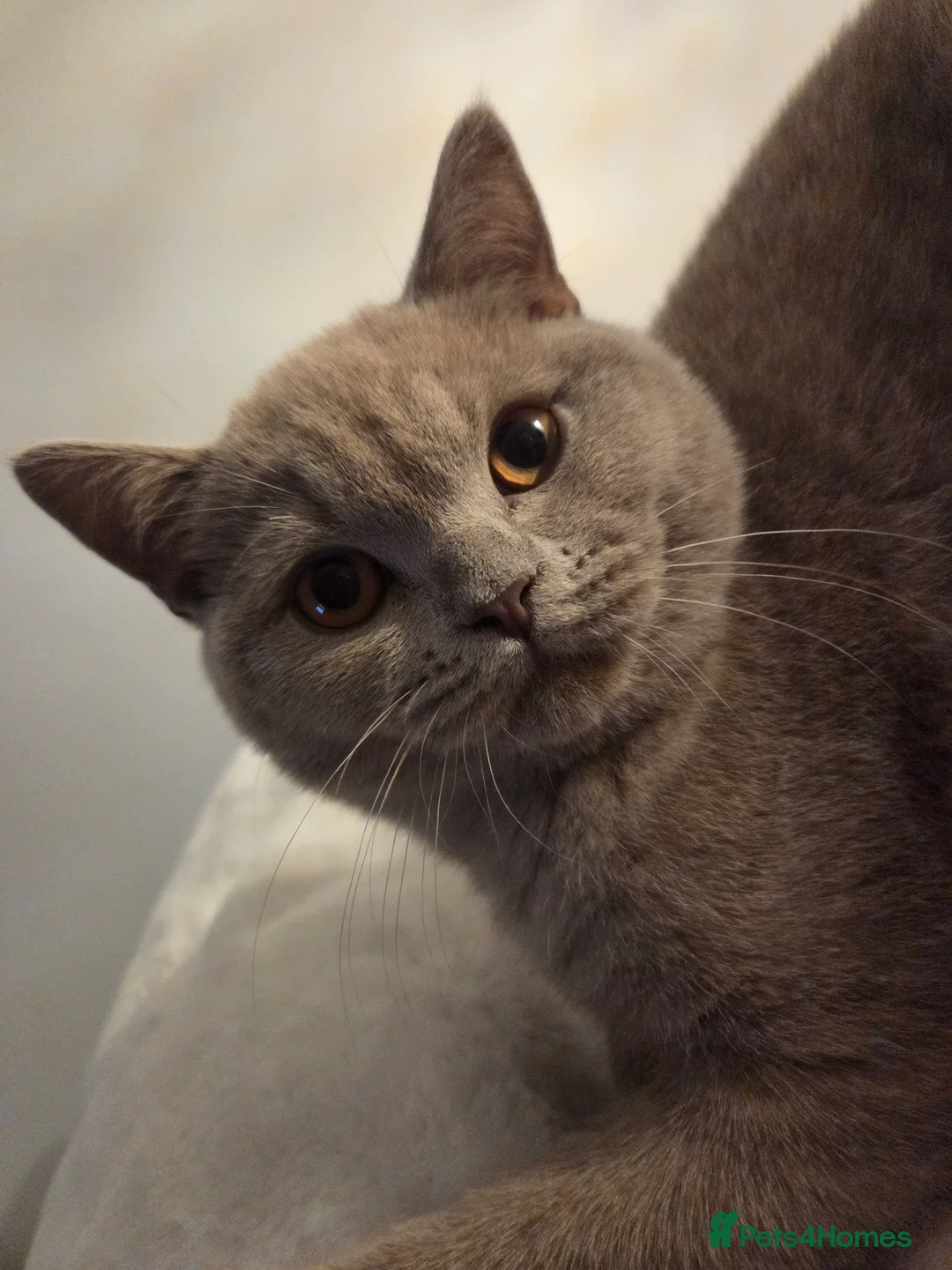 British Shorthair cats for sale: Male British Shorthair for sale in Alloa - Advert 3