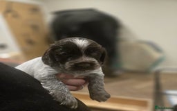 Cocker Spaniel dogs for sale: 🐾 Working Cocker Spaniel Puppies for Sale £800  - Image 37