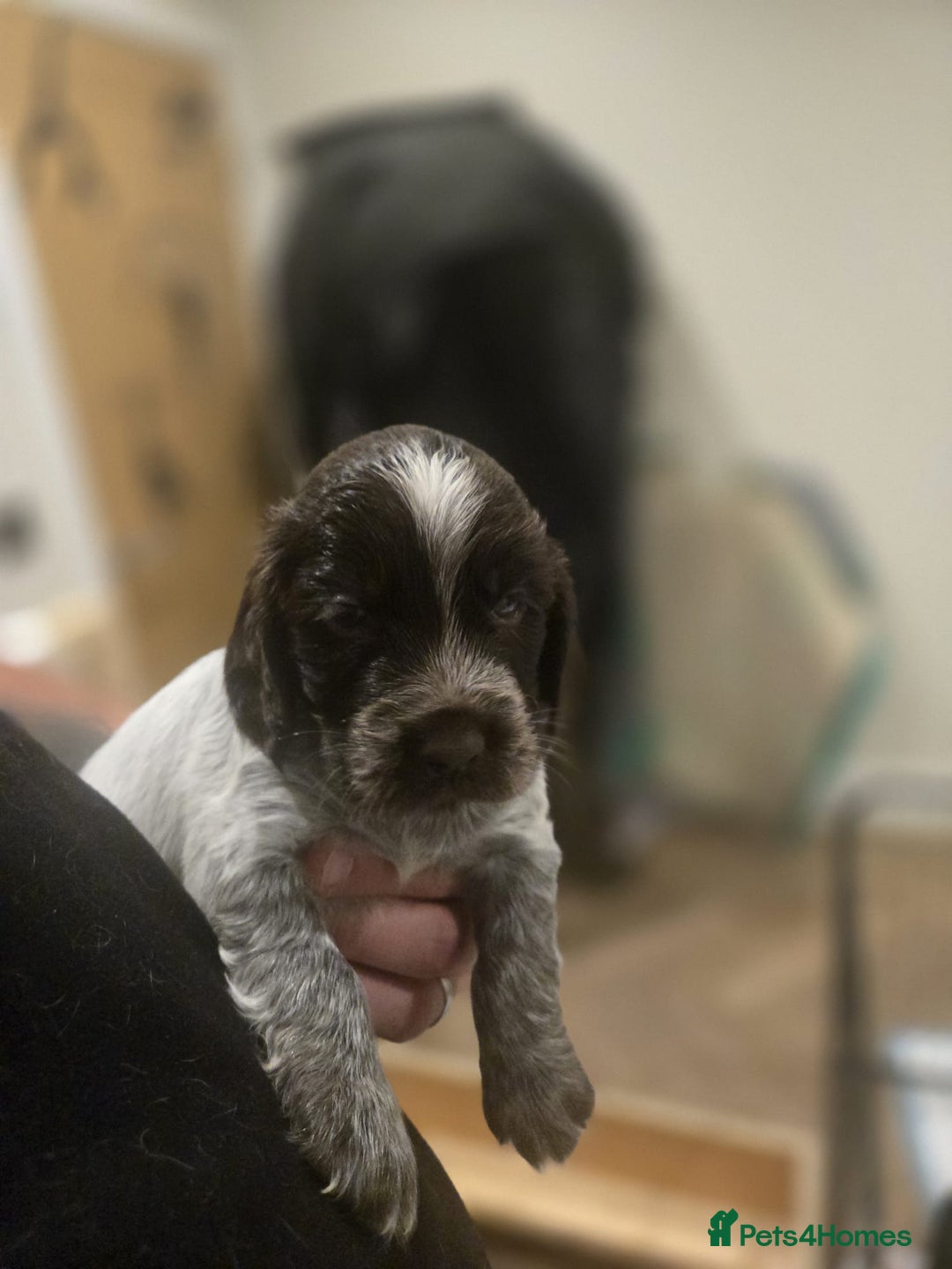 Cocker Spaniel dogs for sale: 🐾 Working Cocker Spaniel Puppies for Sale £800  - Image 37