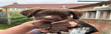 Sprocker Puppy 6