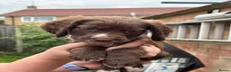 Sprocker dogs for sale: Sprocker puppies  - Advert 4