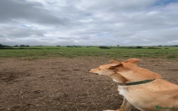 Mixed Breed dogs for sale: tony the dog  - Image 2