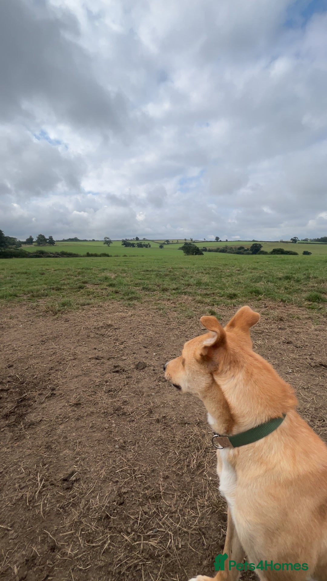 Mixed Breed dogs for sale: tony the dog  - Image 2