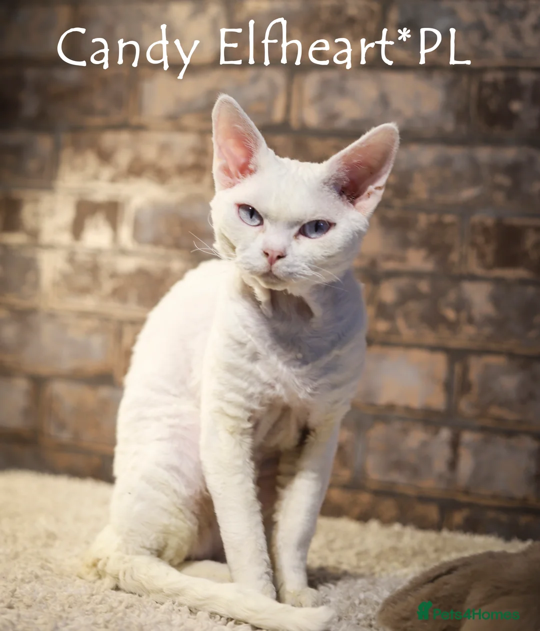 Devon Rex cats for stud: Stunning white boy with blue eyes for stud in Whitchurch - Advert 5