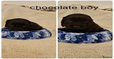 Cocker Spaniel dogs - Advert 4