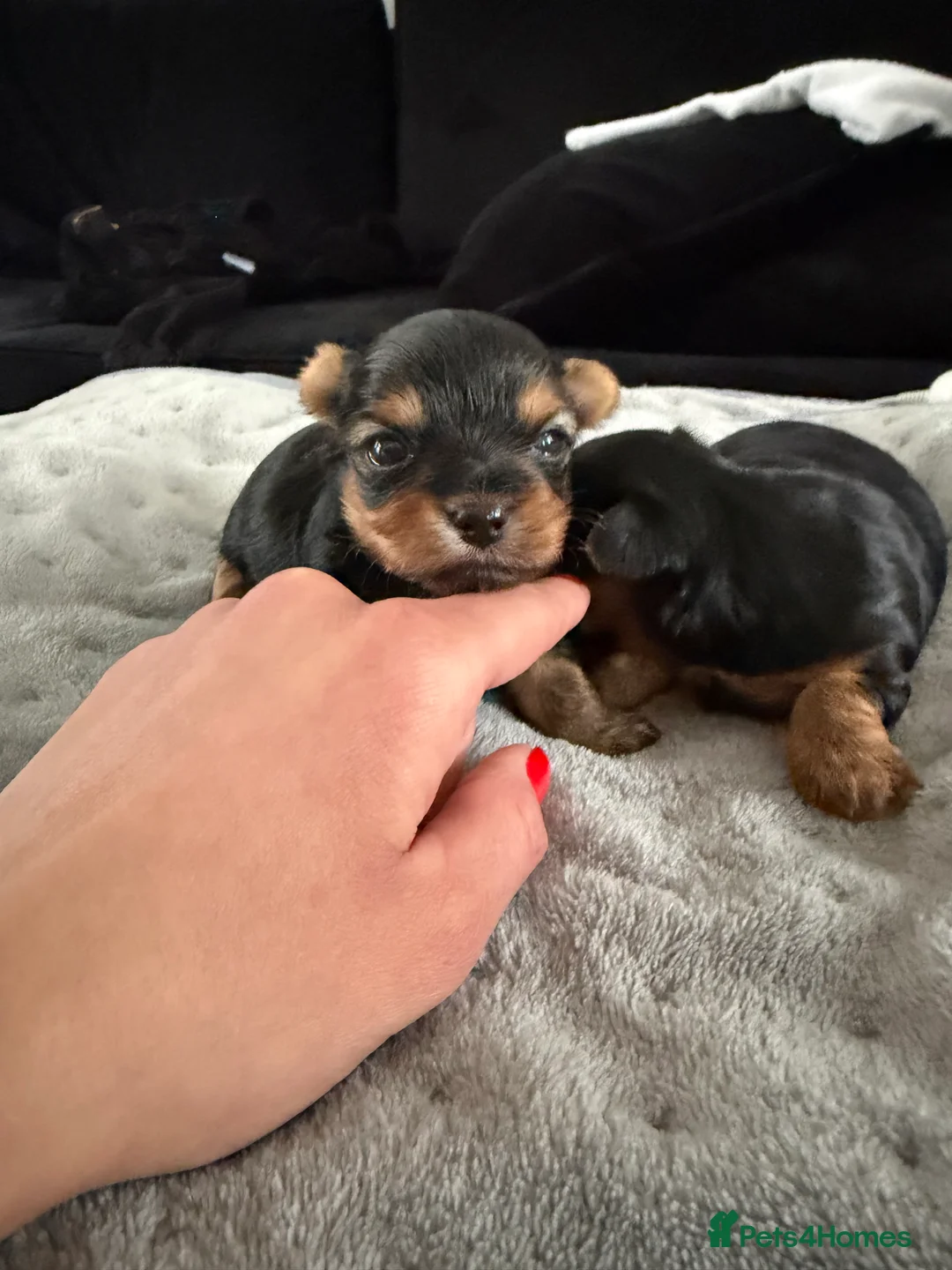 Yorkshire Terrier dogs for sale: MINIATURE YORKSHIRE TERRIER FEMALE PUPPY - Advert 2