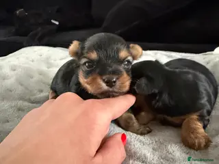 Yorkshire Terrier dogs MINIATURE YORKSHIRE TERRIER FEMALE PUPPY - Advert 5