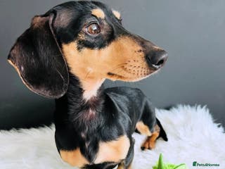 Miniature Dachshund dogs Black & Cream Smooth Stud - Advert 24